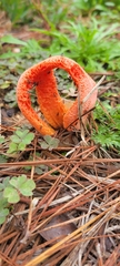Clathrus columnatus