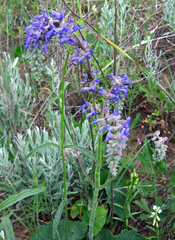 Salvia nutans