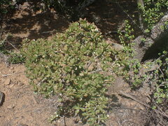 Crassula ovata