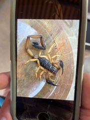 Centruroides bicolor