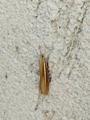 Agriphila selasella