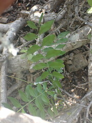 Ptaeroxylon obliquum