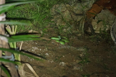 Trimeresurus macrops