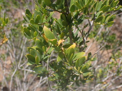 Polygala myrtifolia