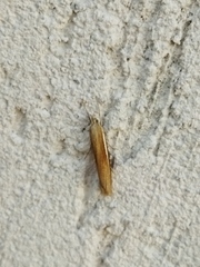 Agriphila selasella