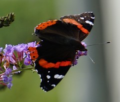 Vanessa atalanta
