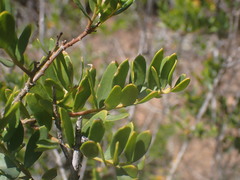 Polygala myrtifolia