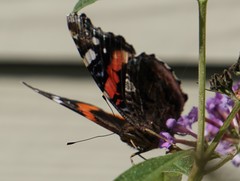 Vanessa atalanta