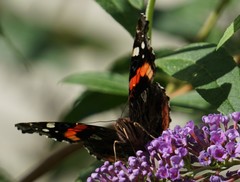 Vanessa atalanta