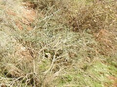 Adenocarpus complicatus