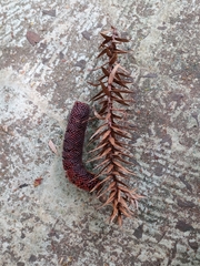 Araucaria angustifolia