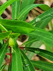 Euphorbia kraussiana