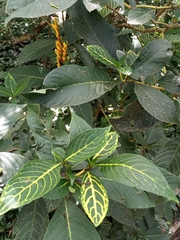 Sanchezia parvibracteata