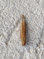Agriphila selasella