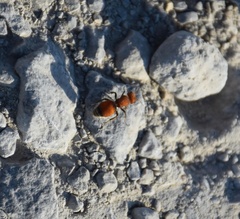 Pseudomethoca propinqua