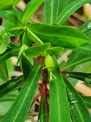 Euphorbia kraussiana