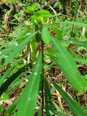 Euphorbia kraussiana