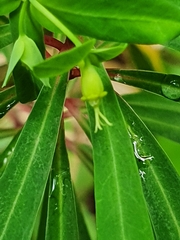 Euphorbia kraussiana