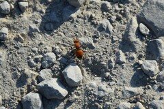 Pseudomethoca propinqua