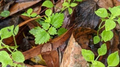 Urtica chamaedryoides