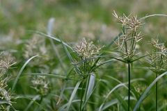 Cyperus distans