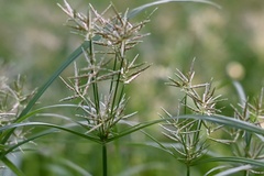Cyperus distans
