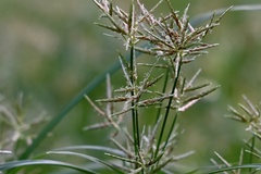 Cyperus distans
