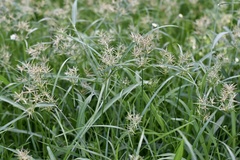 Cyperus distans