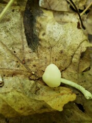 Pluteus meridionalis