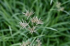Cyperus distans