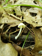 Pluteus meridionalis