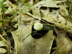 Pluteus meridionalis