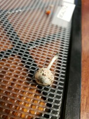 Pluteus meridionalis