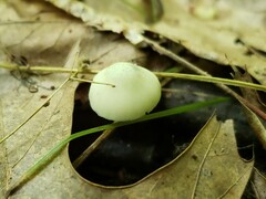 Pluteus meridionalis