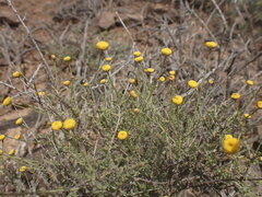 Pentzia incana