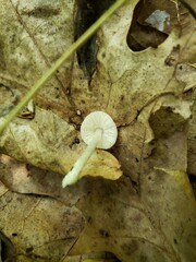 Pluteus meridionalis