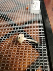 Pluteus meridionalis