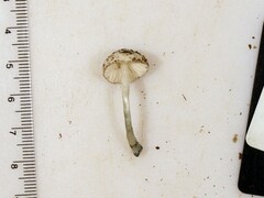 Pluteus meridionalis