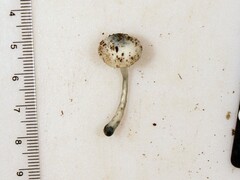 Pluteus meridionalis