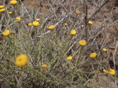 Pentzia incana