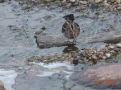 Lymnocryptes minimus