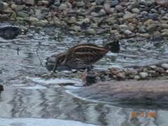 Lymnocryptes minimus