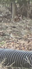 Zonotrichia albicollis