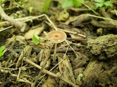 Collybiopsis biformis