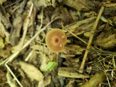 Collybiopsis biformis