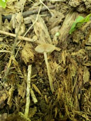 Collybiopsis biformis