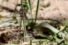 Syncordulia gracilis