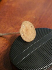 Collybiopsis biformis