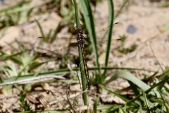 Syncordulia gracilis