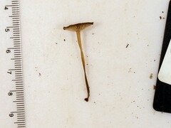 Collybiopsis biformis